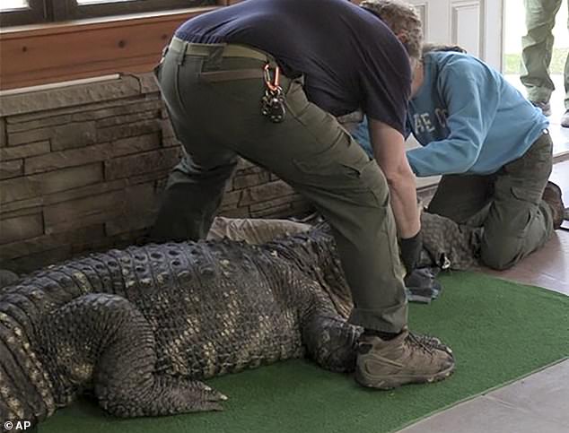 The 30-year-old alligator has been entrusted to the care of a licensed professional until a permanent home is found on such date