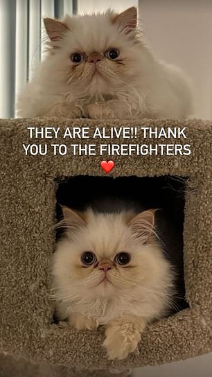 She later shared a post expressing her relief that her cats had actually been rescued, and she expressed her gratitude to the many firefighters who extinguished the massive blaze and saved them.