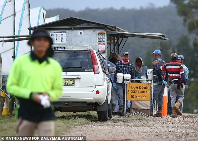 A Samoan fruit picker working near Arrawarra on New Zealand's north coast earlier this year over the alleged rape of a teenage girl.  Pickers are pictured near Arrawarra