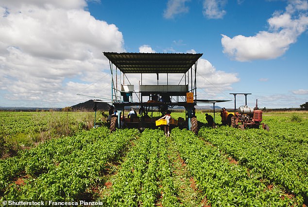 A local Mareeba resident said up to 300 workers from Vanuatu lived and worked on the region's farms (above), picking produce including bananas, mangoes and avocados