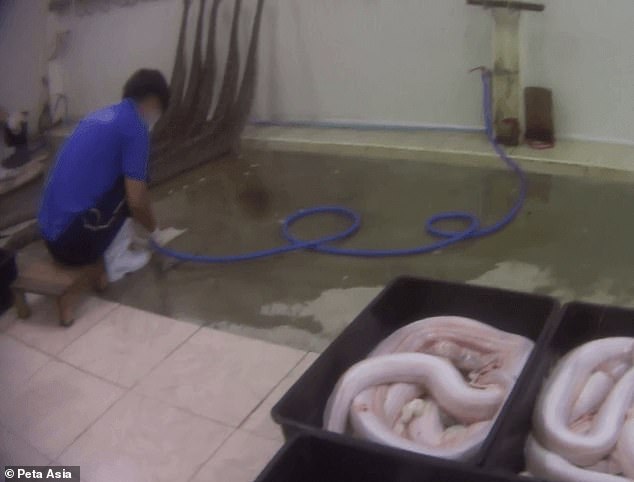 A worker pumps a hose with water, while skinned snakes are seen in boxes