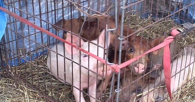 Instead of receiving a proper burial, the child was fed pigs purchased by his father, seen here, specifically for the purpose of getting rid of his emaciated body