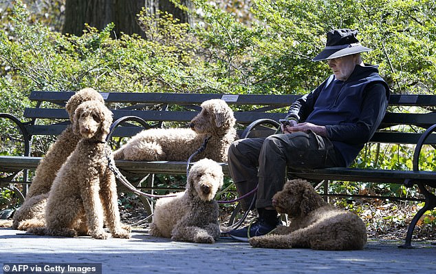 Some cities will experience a swing of more than 20 degrees after weeks of spring-like warmth.  Pictured: People enjoying the warm weather in Central Park on Thursday