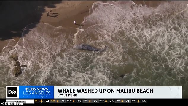 In recent decades, resident Suzy Forman said she has also seen an alarming amount of dead whales coming to shore.