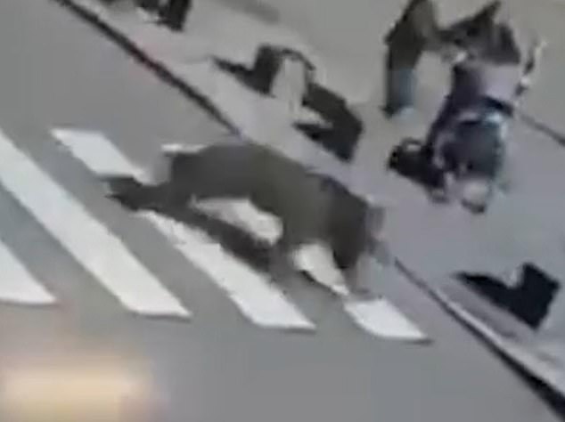 In one clip, the bear was seen running across a crosswalk as people ran for their lives