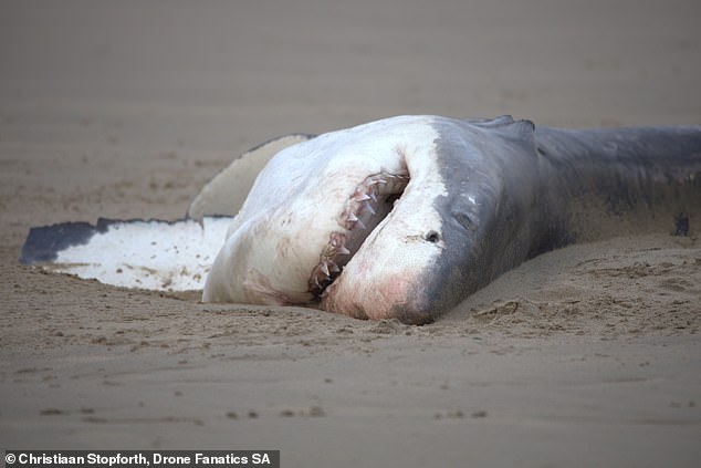 At least two white sharks were killed during the observed interactions of this event, as evidenced by the discovery of a second carcass from 3.55 meters away.