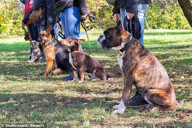 Dogs lined up and had to find where the treat was placed under a pot.  If they chose the wrong jar, they were shown the treat, but did not receive the reward