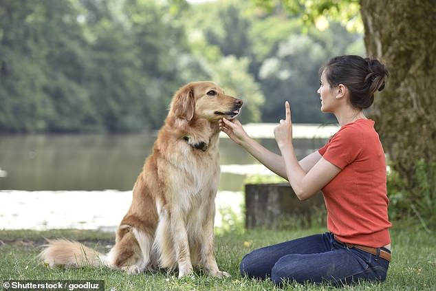 Owners can use scent training, agility training and puzzles to train their dogs