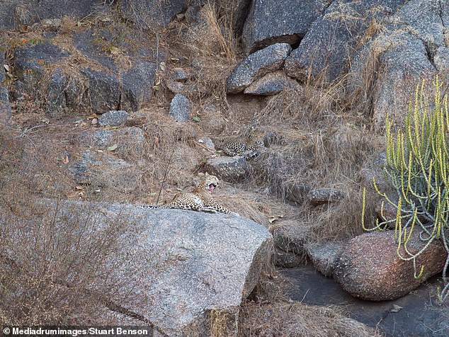 The cat's brown fur matched the earthy background almost perfectly, making it almost impossible to find