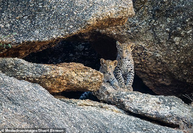 Another image also shows two of the cutest cubs peeking out of their cave and looking directly at the photographer