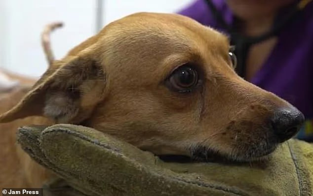 The unidentified resident, who filmed the disturbing ordeal, claimed he asked his neighbor to leash Doqui while the dog was defecating on his lawn (Photo: Doqui)