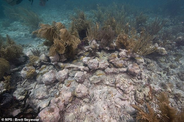 Image of concrete cannonballs on the seabed of HMS Tyger