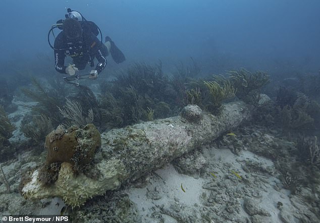 A National Park Service diver documents one of five coral-encrusted cannons found during a recent archaeological survey in Dry Tortugas National Park