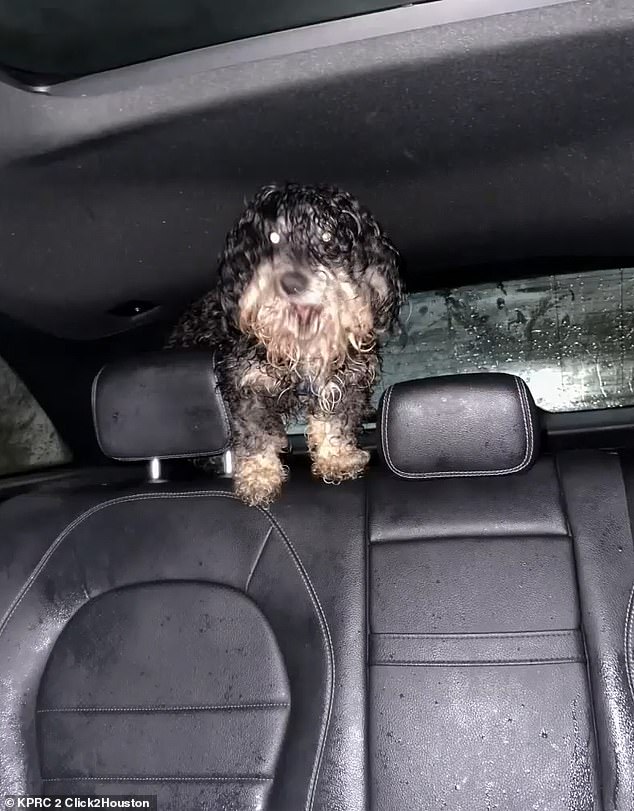 The dog was soaking wet from matted fur