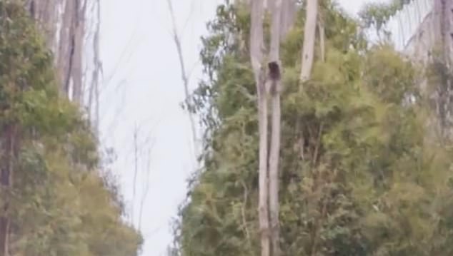 The video circulating online, which shows koalas clinging to falling blue gums, was recorded over two days in November 2023 and January 2024.