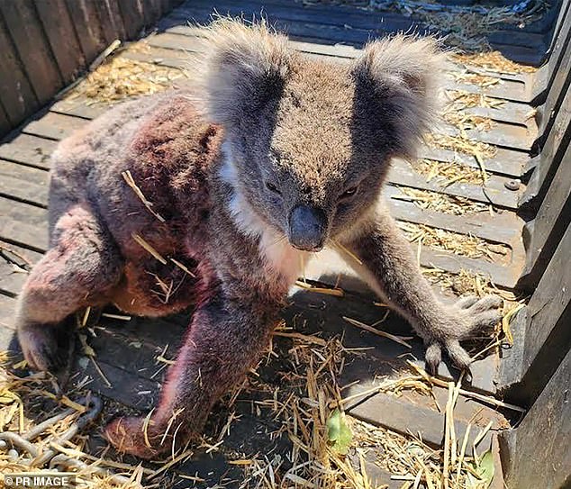 Huge quantities of unwanted blue gums are being cleared on South Australia's Kangaroo Island