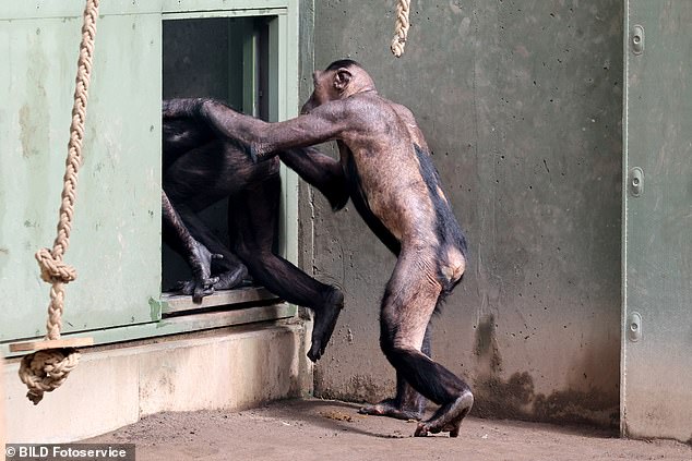 The chimpanzees have reportedly been pulling out each other's hair because they are 'stressed'.
