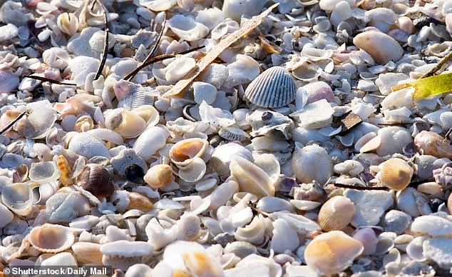 Can you find the emoji hidden in the pile of shells that all have different shapes and colors?