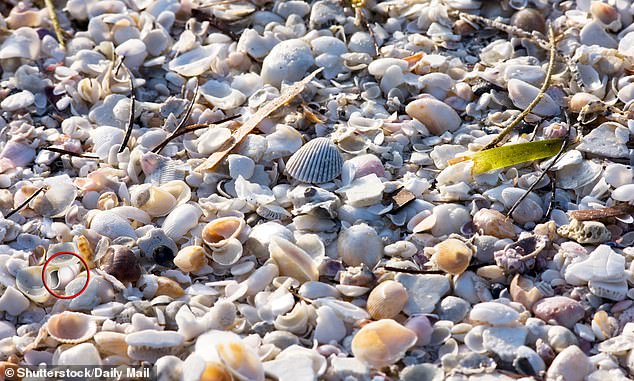 If you have found the fake shell, you have excellent observation skills