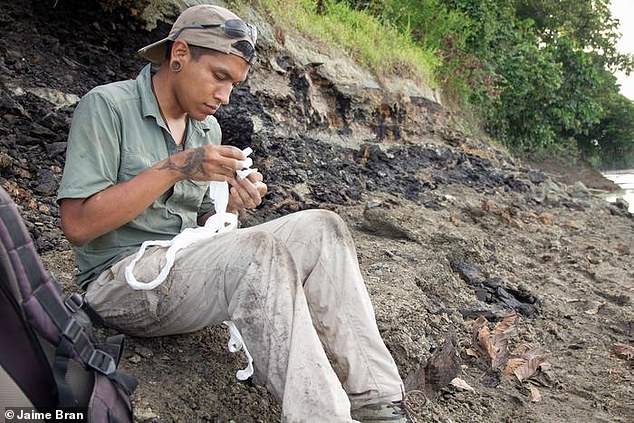 Aldo Benites-Palomino first discovered the dolphin skull in 2018 in a dike of the Napo River in Peru