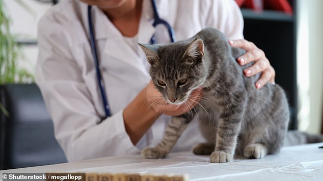 A survey of pet owners in Britain, Austria and Denmark found that almost two-thirds believe their pets should have access to things like chemotherapy and blood transfusions (stock image)