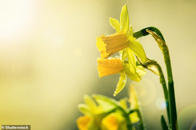 Celebrated for centuries, the spring equinox is seen as the harbinger of new beginnings and the renewal of the natural world