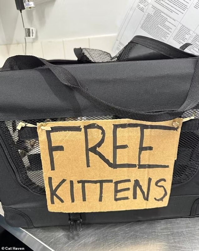 The five shorthair cats were found on a Perth beach on Saturday without food or water as temperatures rose above 30 degrees Celsius