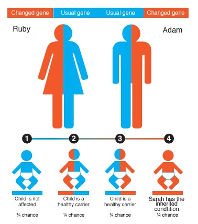 This image, from NHS material distributed to couples in Bradford, explains some of the genetic risks of having children with a close relative.  Two parents with a recessive gene have a greater chance of having a child with a hereditary condition