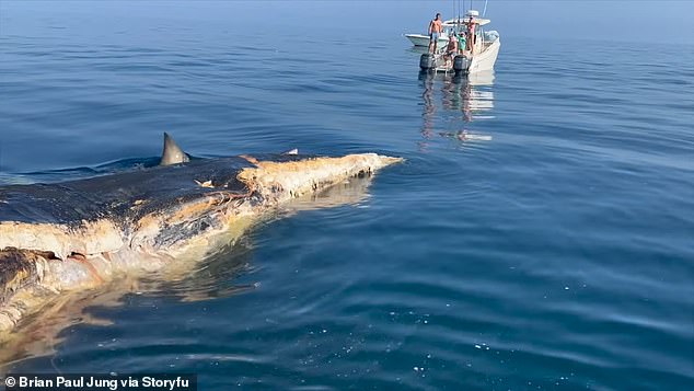 The shark was most interested in a whale carcass floating on the water