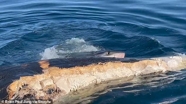 After eating the blubber, the shark moved to another boat