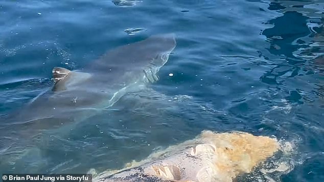 According to the cameraman, a total of three sharks, not all of which are visible on video, were feasting on the carcass