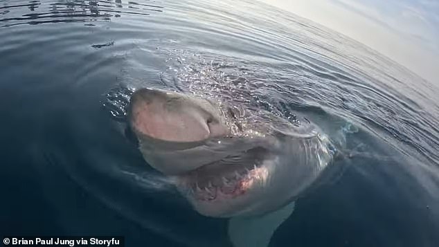 A great white sighting is not uncommon off the coast of Florida as their range extends from Maine to the Gulf of Mexico and the US Caribbean.