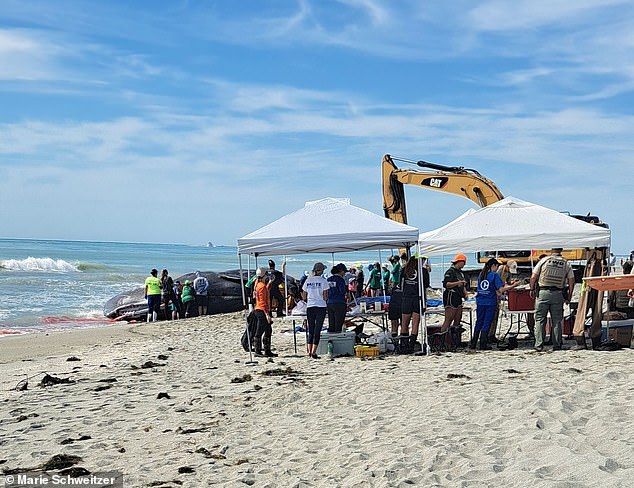 The sperm whale stranded near Venice on March 10.  It was emaciated and covered in marks from apparent attacks by other whales