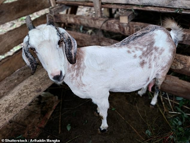 Officials suspect the goat contracted the flu from the infected bird because the animals shared the same space and had access to a shared water source (stock image)