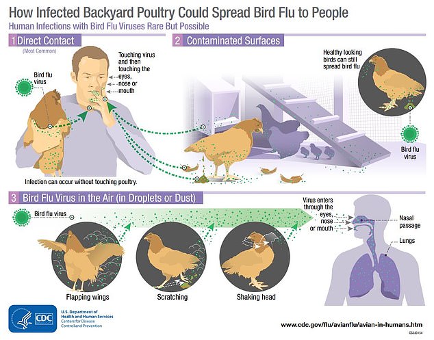 Like all flu, the virus is spread primarily through airborne droplets that are inhaled or land in a person's mouth, eyes, or nose.