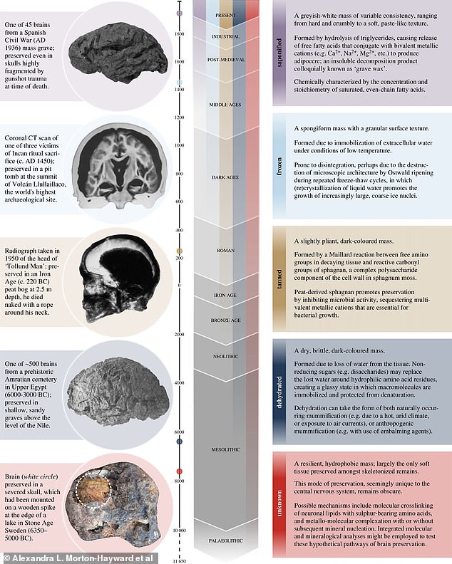 This graph shows the five main types of brain preservation: saponification, freezing, browning, dehydration and 'unknown'.  The bars in the middle show that the further we go back in time, the less of each type of preservation is found.