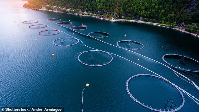 Salmon is often farmed in large industrial operations, such as this fish farm in Norway, where the fish live in large round nets