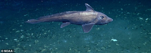 Members of the ghost shark order have been found to grow up to four feet long, but scientists suspect they can grow as long as six feet in some cases