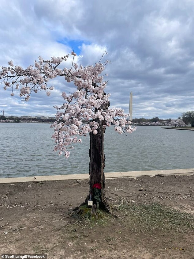 News of Stumpy's final spring has prompted people to leave flowers and bourbon, and one Reddit user threatened to chain himself to the trunk to save the tree