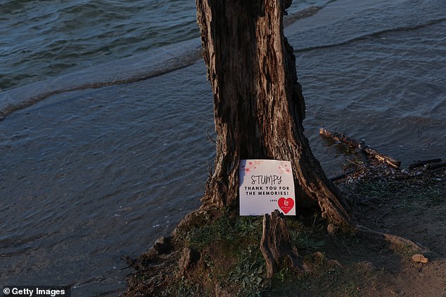 At high tide the water reaches the base of a nicknamed cherry tree "Stub" after a visitor left a thank you note in the tidal basin