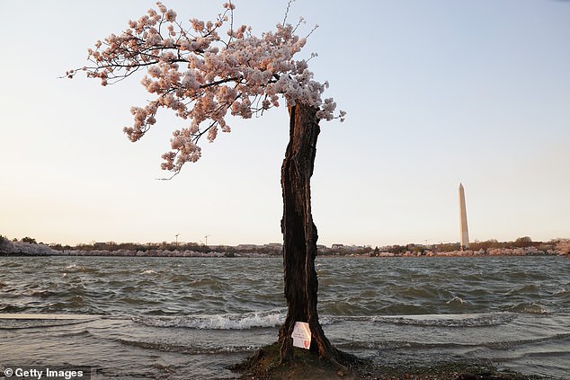 The good news about Stumpy is that the National Arboretum plans to take parts of the tree's genetic material and create clones, some of which will eventually be replanted in the Tidal Basin.