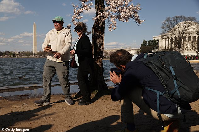 Visitors take photos of themselves with Stumpy before the tree is cut down