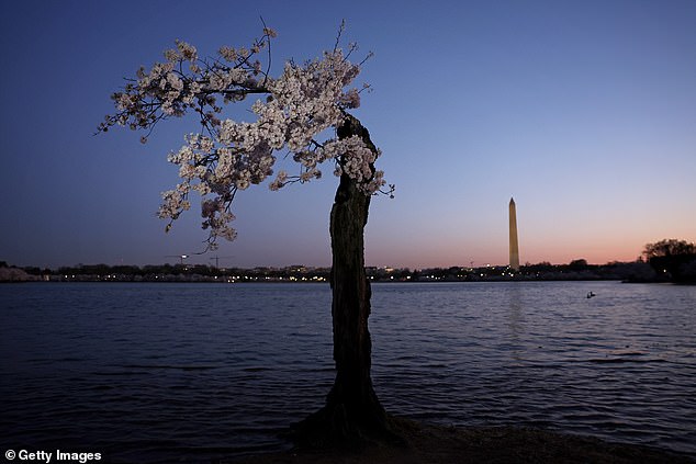 The nickname of the cherry tree "Stub" stands at high tide in the tidal basin