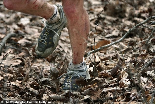 The Barkley Marathon is known as one of the most grueling runs, with 20-mile loops through Frozen Head State Park