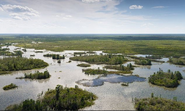 Twin Pines has applied for permits to mine about 2,400 hectares in the southeastern corner of the swamp, but has now adjusted this to 582 hectares.