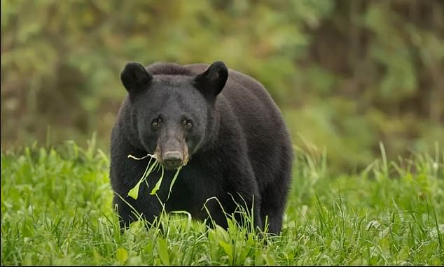 Black bears are found in the southeastern Okefenokee Swamp, which was formed more than 65 million years ago