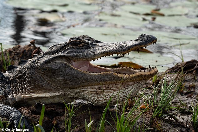 The American alligator lives in the swamp and Twin Pines Minerals LLC claims it will not mine deeper than 50 feet so as not to harm the ecosystem