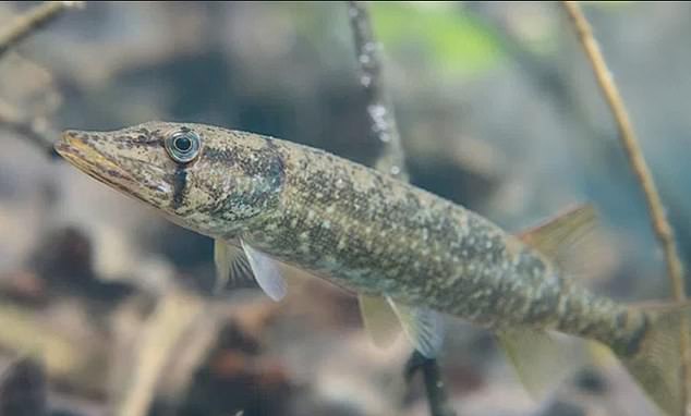 Georgia residents are outraged by the titanium dioxide mine and fear it will destroy the Okefenokee Swamp ecosystem, including the Redfin Pickerel fish