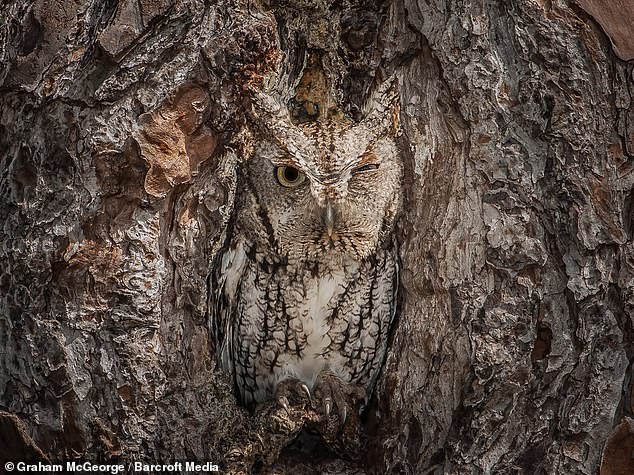 Okefenokee is home to more than 420 animals, including fish, amphibians and reptiles and the camouflage owl