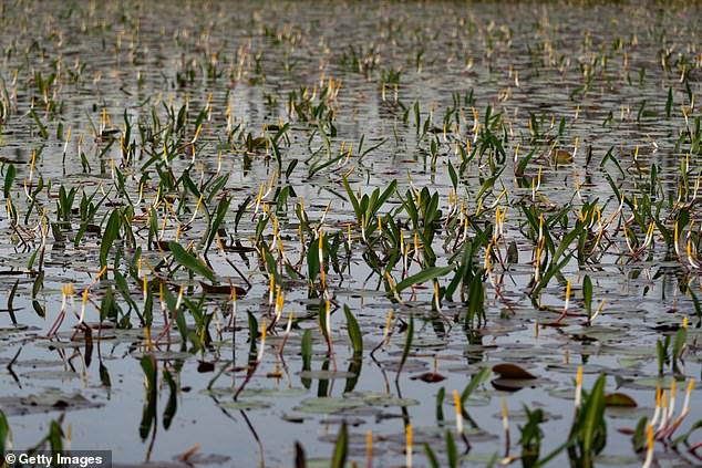 Endangered species such as the red woodpecker, storks, indigo snakes and others currently call the swamp their home